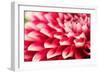 Abstract Photo of Pink Dahlia Flower-smarnad-Framed Photographic Print
