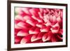 Abstract Photo of Pink Dahlia Flower-smarnad-Framed Photographic Print