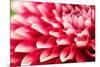 Abstract Photo of Pink Dahlia Flower-smarnad-Mounted Photographic Print