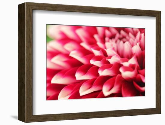 Abstract Photo of Pink Dahlia Flower-smarnad-Framed Photographic Print