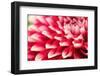 Abstract Photo of Pink Dahlia Flower-smarnad-Framed Photographic Print