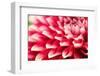 Abstract Photo of Pink Dahlia Flower-smarnad-Framed Photographic Print