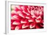 Abstract Photo of Pink Dahlia Flower-smarnad-Framed Photographic Print