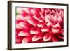 Abstract Photo of Pink Dahlia Flower-smarnad-Framed Photographic Print