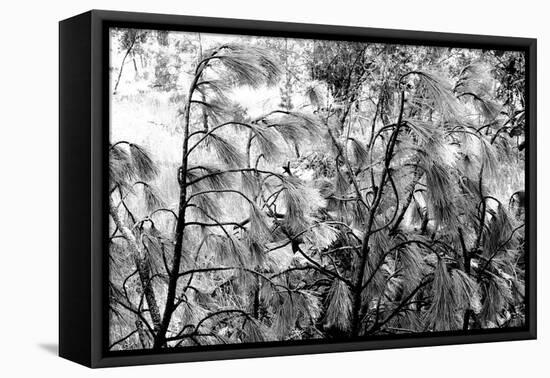 Abstract Pine Tree-Gallery1091-Framed Stretched Canvas