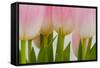 Abstract Pink Tulips-Louise Elder-Framed Stretched Canvas