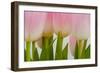 Abstract Pink Tulips-Louise Elder-Framed Photographic Print