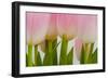 Abstract Pink Tulips-Louise Elder-Framed Photographic Print