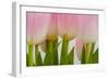 Abstract Pink Tulips-Louise Elder-Framed Photographic Print