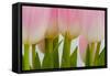 Abstract Pink Tulips-Louise Elder-Framed Stretched Canvas