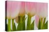 Abstract Pink Tulips-Louise Elder-Stretched Canvas