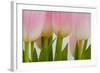 Abstract Pink Tulips-Louise Elder-Framed Photographic Print