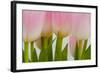 Abstract Pink Tulips-Louise Elder-Framed Photographic Print