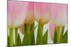 Abstract Pink Tulips-Louise Elder-Mounted Photographic Print