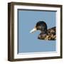 Abstract Polygonal Vector Illustration. Portrait of Duck-Jan Fidler-Framed Art Print