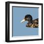 Abstract Polygonal Vector Illustration. Portrait of Duck-Jan Fidler-Framed Art Print