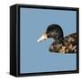 Abstract Polygonal Vector Illustration. Portrait of Duck-Jan Fidler-Framed Stretched Canvas