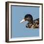 Abstract Polygonal Vector Illustration. Portrait of Duck-Jan Fidler-Framed Art Print