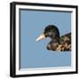 Abstract Polygonal Vector Illustration. Portrait of Duck-Jan Fidler-Framed Art Print