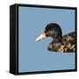 Abstract Polygonal Vector Illustration. Portrait of Duck-Jan Fidler-Framed Stretched Canvas