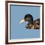 Abstract Polygonal Vector Illustration. Portrait of Duck-Jan Fidler-Framed Art Print