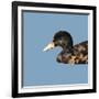 Abstract Polygonal Vector Illustration. Portrait of Duck-Jan Fidler-Framed Art Print