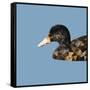 Abstract Polygonal Vector Illustration. Portrait of Duck-Jan Fidler-Framed Stretched Canvas
