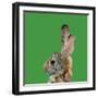 Abstract Polygonal Vector Illustration. Portrait of Rabbit-Jan Fidler-Framed Photographic Print