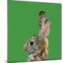 Abstract Polygonal Vector Illustration. Portrait of Rabbit-Jan Fidler-Mounted Photographic Print