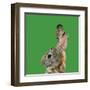 Abstract Polygonal Vector Illustration. Portrait of Rabbit-Jan Fidler-Framed Premium Photographic Print