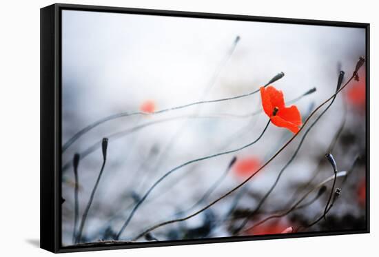 Abstract Poppies.Very Shallow DOF-Subbotina Anna-Framed Stretched Canvas