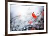 Abstract Poppies.Very Shallow DOF-Subbotina Anna-Framed Photographic Print