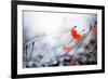 Abstract Poppies.Very Shallow DOF-Subbotina Anna-Framed Photographic Print