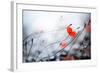 Abstract Poppies.Very Shallow DOF-Subbotina Anna-Framed Photographic Print