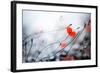 Abstract Poppies.Very Shallow DOF-Subbotina Anna-Framed Photographic Print