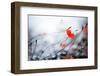 Abstract Poppies.Very Shallow DOF-Subbotina Anna-Framed Photographic Print