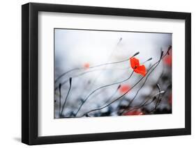 Abstract Poppies.Very Shallow DOF-Subbotina Anna-Framed Photographic Print