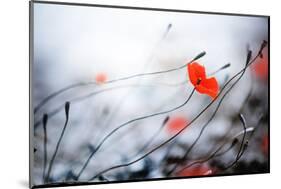 Abstract Poppies.Very Shallow DOF-Subbotina Anna-Mounted Photographic Print