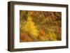 Abstract Shot At Dawn Over A Mixed Woodland In Autumn-Fergus Gill-Framed Photographic Print