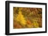Abstract Shot At Dawn Over A Mixed Woodland In Autumn-Fergus Gill-Framed Photographic Print
