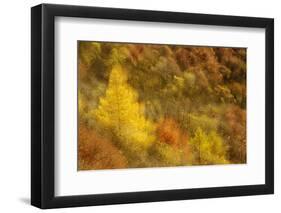 Abstract Shot At Dawn Over A Mixed Woodland In Autumn-Fergus Gill-Framed Photographic Print