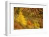 Abstract Shot At Dawn Over A Mixed Woodland In Autumn-Fergus Gill-Framed Photographic Print