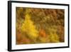 Abstract Shot At Dawn Over A Mixed Woodland In Autumn-Fergus Gill-Framed Photographic Print