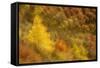 Abstract Shot At Dawn Over A Mixed Woodland In Autumn-Fergus Gill-Framed Stretched Canvas