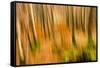 Abstract Shot of Autumnal Woodland in Grasmere, Lake District Cumbria England Uk-Tracey Whitefoot-Framed Stretched Canvas