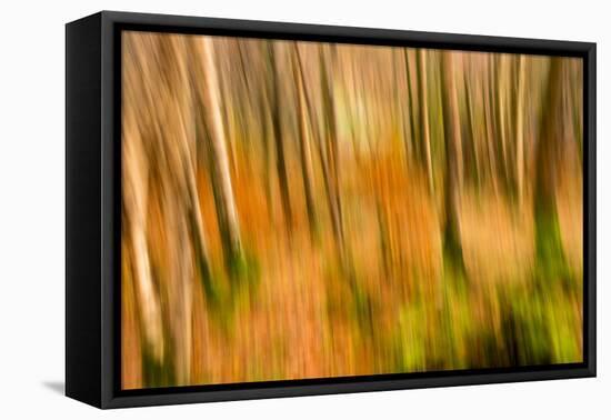 Abstract Shot of Autumnal Woodland in Grasmere, Lake District Cumbria England Uk-Tracey Whitefoot-Framed Stretched Canvas