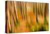Abstract Shot of Autumnal Woodland in Grasmere, Lake District Cumbria England Uk-Tracey Whitefoot-Stretched Canvas
