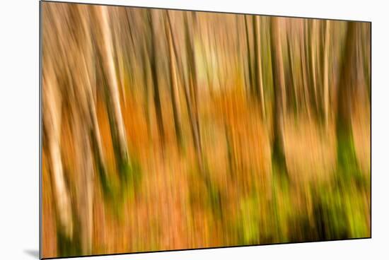 Abstract Shot of Autumnal Woodland in Grasmere, Lake District Cumbria England Uk-Tracey Whitefoot-Mounted Photographic Print