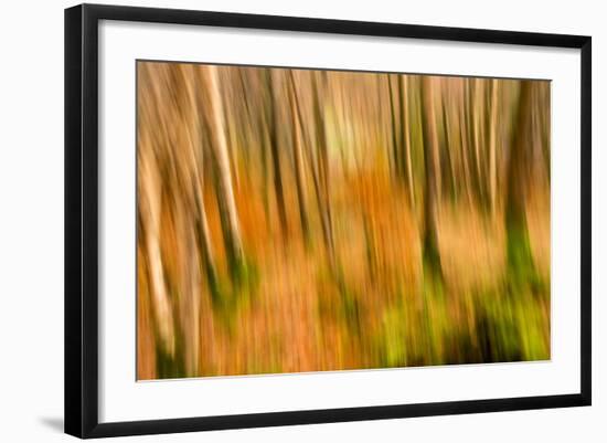 Abstract Shot of Autumnal Woodland in Grasmere, Lake District Cumbria England Uk-Tracey Whitefoot-Framed Photographic Print