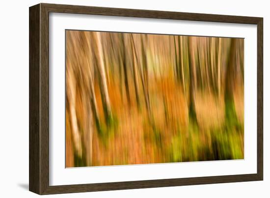 Abstract Shot of Autumnal Woodland in Grasmere, Lake District Cumbria England Uk-Tracey Whitefoot-Framed Photographic Print